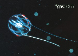 Gas 0095 original image Gas 0095 original image