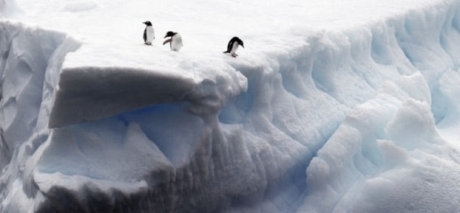 penquin2