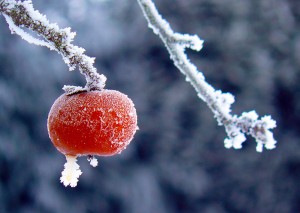 Apple in the snow