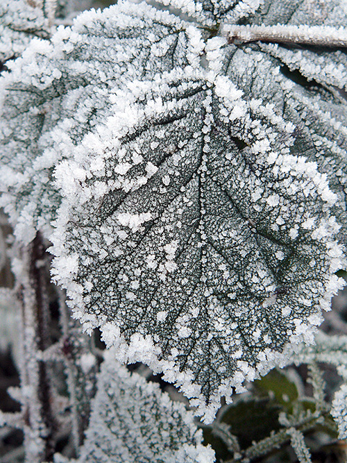 Leaf Snow