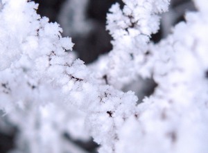 Ice and snow on branches
